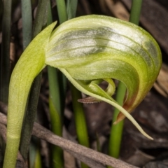 Pterostylis nutans (Nodding Greenhood) at Acton, ACT - 8 Jul 2020 by DerekC