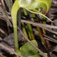 Pterostylis nutans at Acton, ACT - suppressed