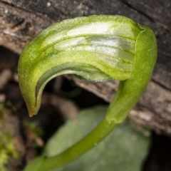 Pterostylis nutans at Acton, ACT - suppressed