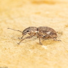 Naupactus cervinus at Macgregor, ACT - 8 Jul 2020 02:44 PM