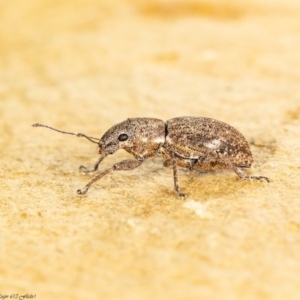 Naupactus cervinus at Macgregor, ACT - 8 Jul 2020 02:44 PM