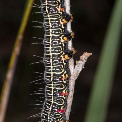 Phalaenoides glycinae (Grapevine Moth) at Acton, ACT - 8 Jul 2020 by DerekC