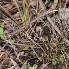 Phalaenoides glycinae at Acton, ACT - 8 Jul 2020