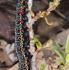 Phalaenoides glycinae (Grapevine Moth) at Acton, ACT - 8 Jul 2020 by DerekC