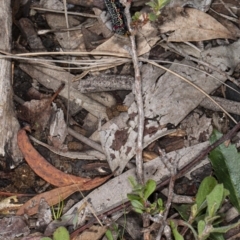 Phalaenoides glycinae at Acton, ACT - 8 Jul 2020