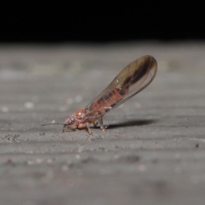 Psyllidae sp. (family) at Hackett, ACT - 7 Jul 2020