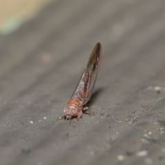 Psyllidae sp. (family) at Hackett, ACT - 7 Jul 2020