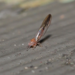 Psyllidae sp. (family) at Hackett, ACT - 7 Jul 2020