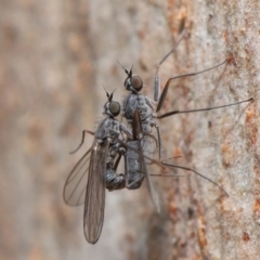 Diptera (order) (Fly - Unidentified) at ANBG - 7 Jul 2020 by TimL