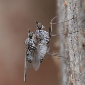 Diptera (order) at Hackett, ACT - 7 Jul 2020 11:21 AM