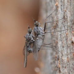 Diptera (order) at Hackett, ACT - 7 Jul 2020 11:21 AM