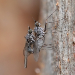 Diptera (order) at Hackett, ACT - 7 Jul 2020 11:21 AM