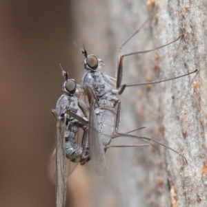 Diptera (order) at Hackett, ACT - 7 Jul 2020 11:21 AM