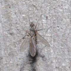 Diptera (order) at Hackett, ACT - 7 Jul 2020 11:21 AM