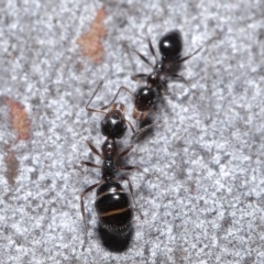 Myrmecorhynchus emeryi at Hackett, ACT - 30 Jun 2020 11:00 AM