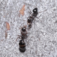 Myrmecorhynchus emeryi at Hackett, ACT - 30 Jun 2020 11:00 AM