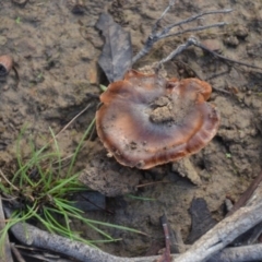 Cortinarius sp. (Cortinarius) at Wamboin, NSW - 19 May 2020 by natureguy