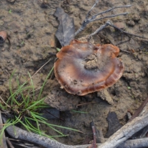 Cortinarius sp. at Wamboin, NSW - 19 May 2020