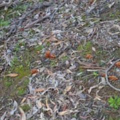 Podoscypha petalodes at Wamboin, NSW - 19 May 2020