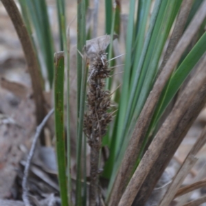 Lomandra longifolia at Wamboin, NSW - 19 May 2020 11:50 AM