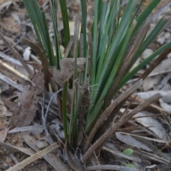 Lomandra longifolia at Wamboin, NSW - 19 May 2020 11:50 AM