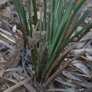 Lomandra longifolia at Wamboin, NSW - 19 May 2020 11:50 AM