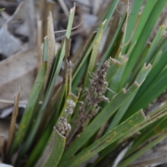 Lomandra longifolia at Wamboin, NSW - 19 May 2020 11:50 AM