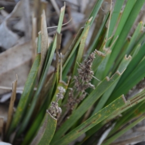 Lomandra longifolia at Wamboin, NSW - 19 May 2020