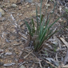 Lomandra longifolia at Wamboin, NSW - 19 May 2020 11:50 AM