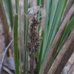 Lomandra longifolia at Wamboin, NSW - 19 May 2020