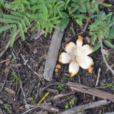 Scleroderma sp. (Scleroderma) at Wamboin, NSW - 19 May 2020 by natureguy