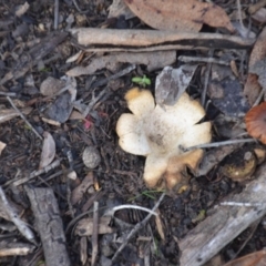 Scleroderma sp. at Wamboin, NSW - 19 May 2020 11:51 AM