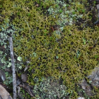 Cladia aggregata (A lichen) at Wamboin, NSW - 19 May 2020 by natureguy