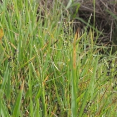 Paspalum distichum (Water Couch) at Weston, ACT - 2 Mar 2020 by michaelb