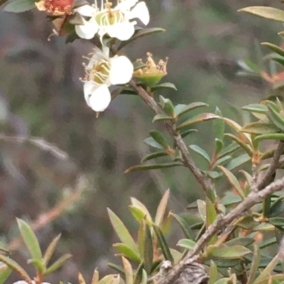 Leptospermum continentale (Prickly Teatree) at Majura, ACT - 7 Jul 2020 by JaneR