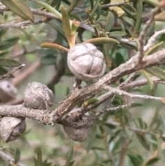 Leptospermum continentale at Majura, ACT - 7 Jul 2020 04:37 PM