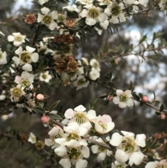 Leptospermum continentale at Majura, ACT - 7 Jul 2020 04:37 PM