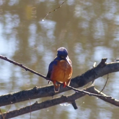 Ceyx azureus (Azure Kingfisher) at Bega, NSW - 9 Jul 2020 by MatthewHiggins