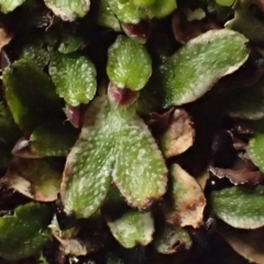 Targionia lorbeeriana (A liverwort) at Kowen, ACT - 7 Jul 2020 by RWPurdie