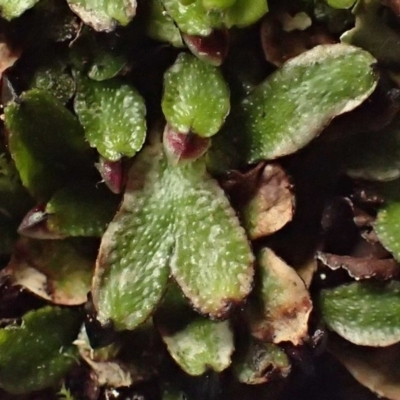 Targionia lorbeeriana (A liverwort) at Kowen, ACT - 8 Jul 2020 by RWPurdie