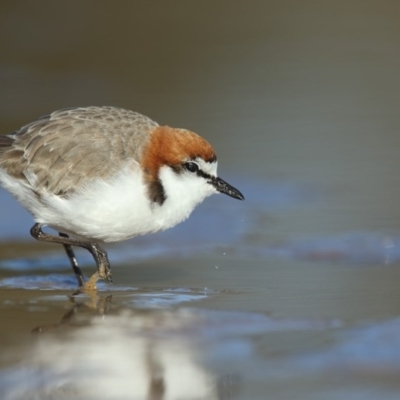 Anarhynchus ruficapillus (Red-capped Plover) at Tathra, NSW - 7 Jul 2020 by Leo