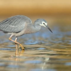 Egretta novaehollandiae (White-faced Heron) at Tathra, NSW - 8 Jul 2020 by Leo