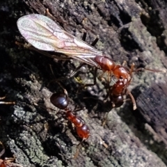 Papyrius nitidus (Shining Coconut Ant) at Dunlop, ACT - 9 Jul 2020 by Kurt