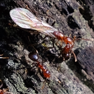 Papyrius nitidus (Shining Coconut Ant) at Kama - 9 Jul 2020 by Kurt