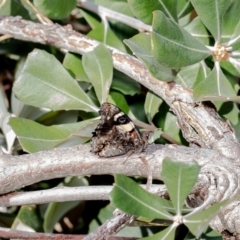 Vanessa itea (Yellow Admiral) at Acton, ACT - 9 Jul 2020 by Roger