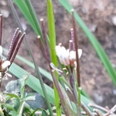 Cardamine hirsuta at Latham, ACT - 9 Jul 2020