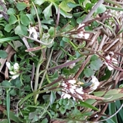 Cardamine hirsuta at Latham, ACT - 9 Jul 2020 04:27 PM