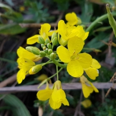 Sisymbrium officinale (Common Hedge Mustard) at Latham, ACT - 9 Jul 2020 by tpreston