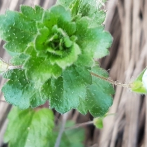 Veronica persica at Latham, ACT - 9 Jul 2020