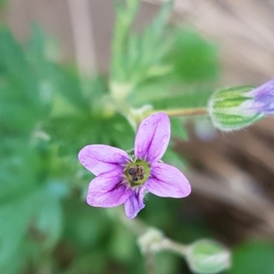 Erodium botrys (Long Storksbill) at Umbagong District Park - 9 Jul 2020 by tpreston